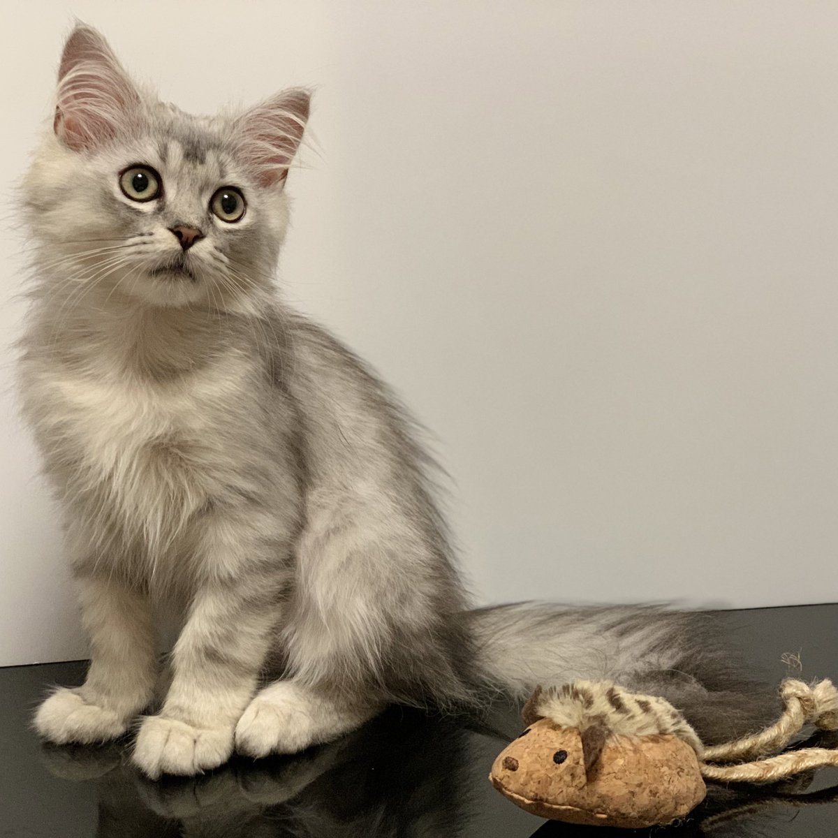 nemu__0518's tweet photo. まだ子猫の『ねむ』が難病『FIP』と戦っています。治すには高額な海外の薬を84日間欠かさずに投与しなければならず、治療費が足りません。治療を継続するために、クラウドファンディングにご協力頂けませんでしょうか🙇‍♀️？千円からご支援可能です💦宜しくお願い致します。
👉https://t.co/uttAv62Cm1 https://t.co/oUTwOcHJ4u