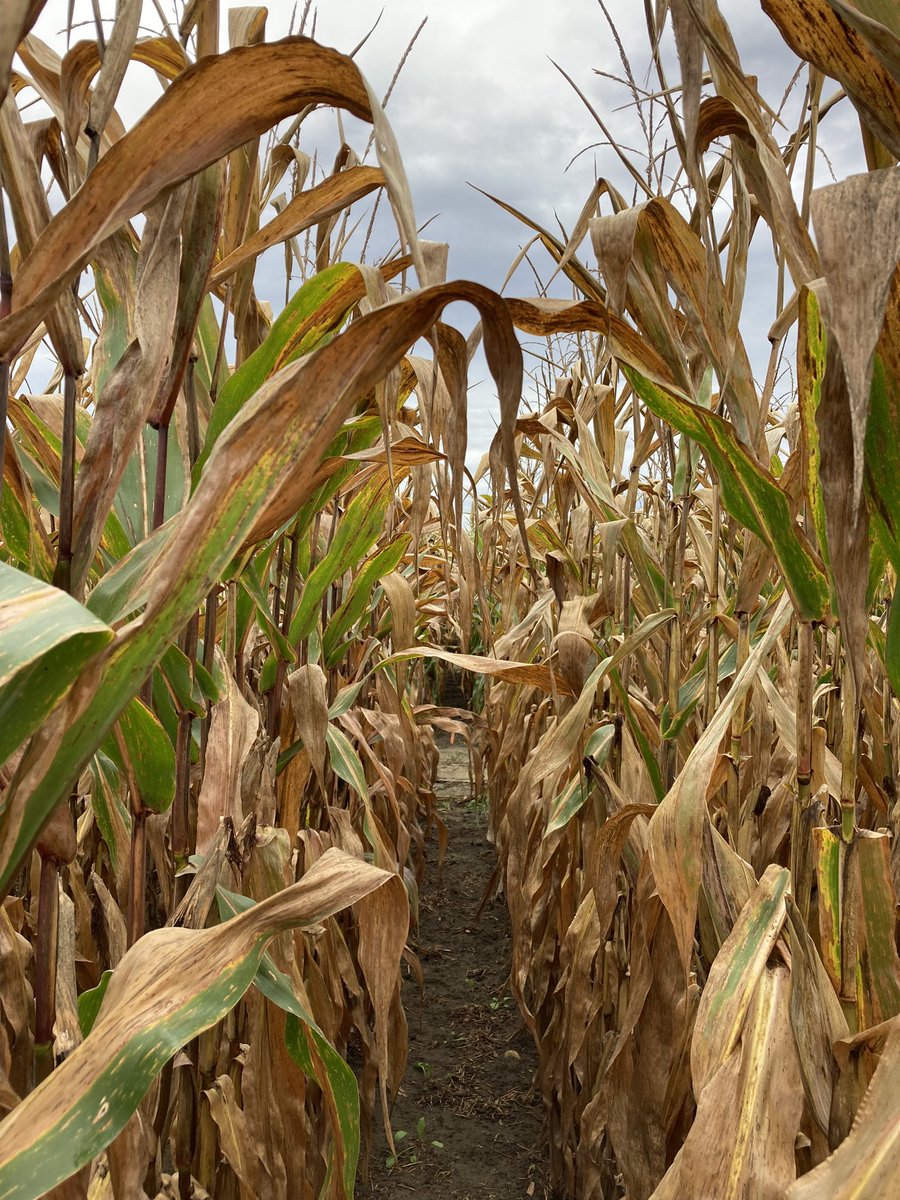 RobMillerAg's tweet photo. One of the benefits of no early frost is seeing the difference in fungicides in the inoculated trials. Untreated vs Veltyma #ontag @tashavalente https://t.co/47gxOrCQNB