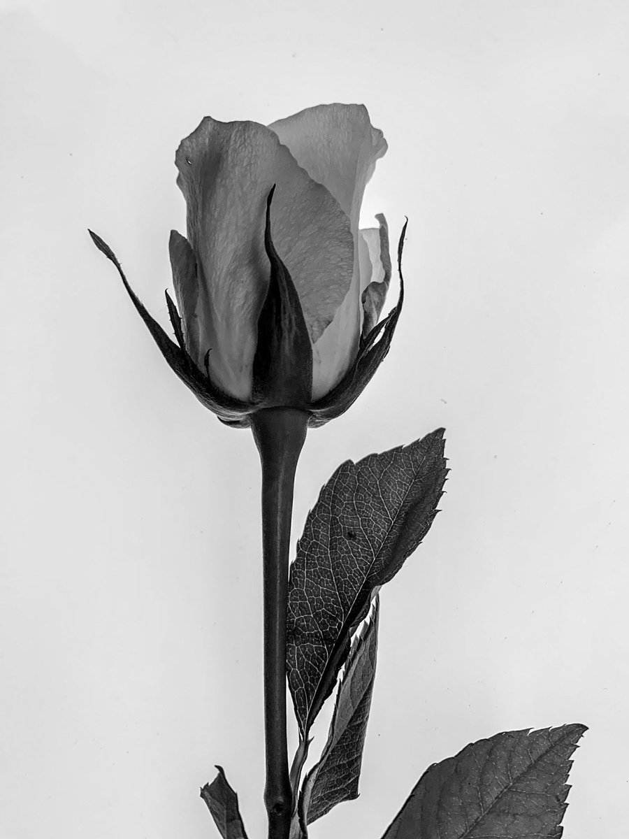 UHHSarts's tweet photo. Some beautiful outcomes in this weeks GCSE Photography lessons as we explored the style of Karl Blossfeldt.  #karlblossfeldt #upholland #photography #ks4photography https://t.co/4Sm5OGgXri