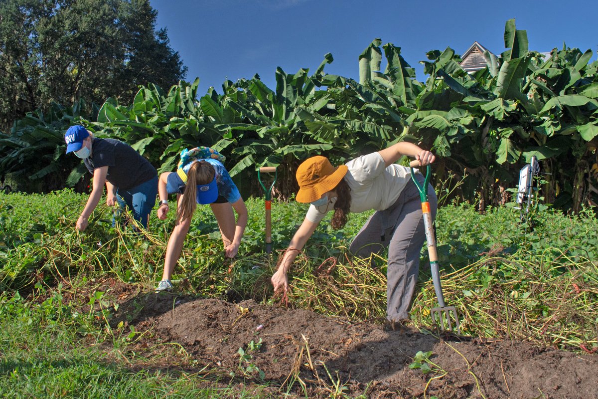 UF_IFAS_GFSI's tweet photo. Lovely morning at the @fieldandforkuf Farm and Gardens during our "Gators Give and Serve Week" Day of Action! Volunteers came out to roll up their sleeves - digging sweet potatoes and weeding! @UF_FSHN @UF_IFAS @FSI_UF_IFAS #GatorsGiveandServe2021 #FoodWeek2021 https://t.co/mUo6omlnYK