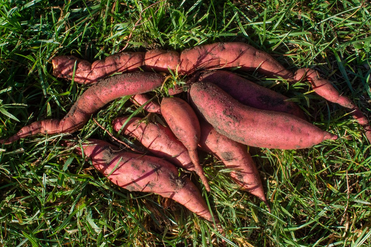 UF_IFAS_GFSI's tweet photo. Lovely morning at the @fieldandforkuf Farm and Gardens during our "Gators Give and Serve Week" Day of Action! Volunteers came out to roll up their sleeves - digging sweet potatoes and weeding! @UF_FSHN @UF_IFAS @FSI_UF_IFAS #GatorsGiveandServe2021 #FoodWeek2021 https://t.co/mUo6omlnYK