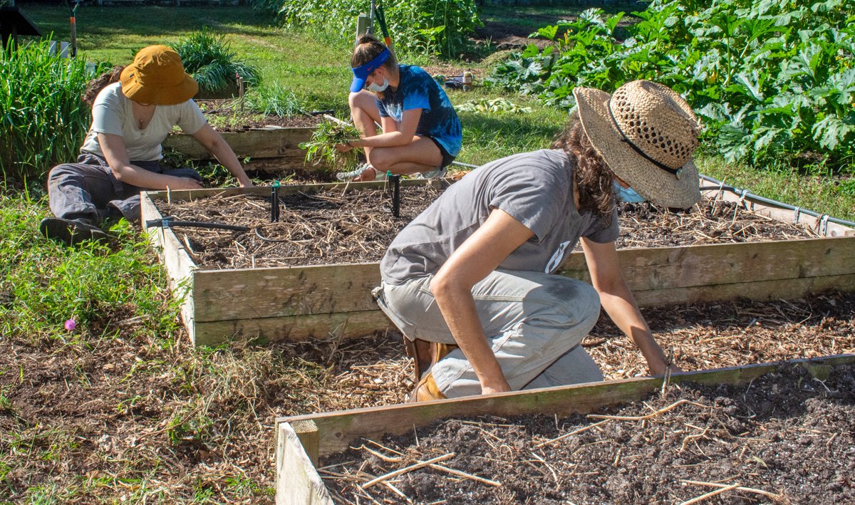UF_IFAS_GFSI's tweet photo. Lovely morning at the @fieldandforkuf Farm and Gardens during our "Gators Give and Serve Week" Day of Action! Volunteers came out to roll up their sleeves - digging sweet potatoes and weeding! @UF_FSHN @UF_IFAS @FSI_UF_IFAS #GatorsGiveandServe2021 #FoodWeek2021 https://t.co/mUo6omlnYK