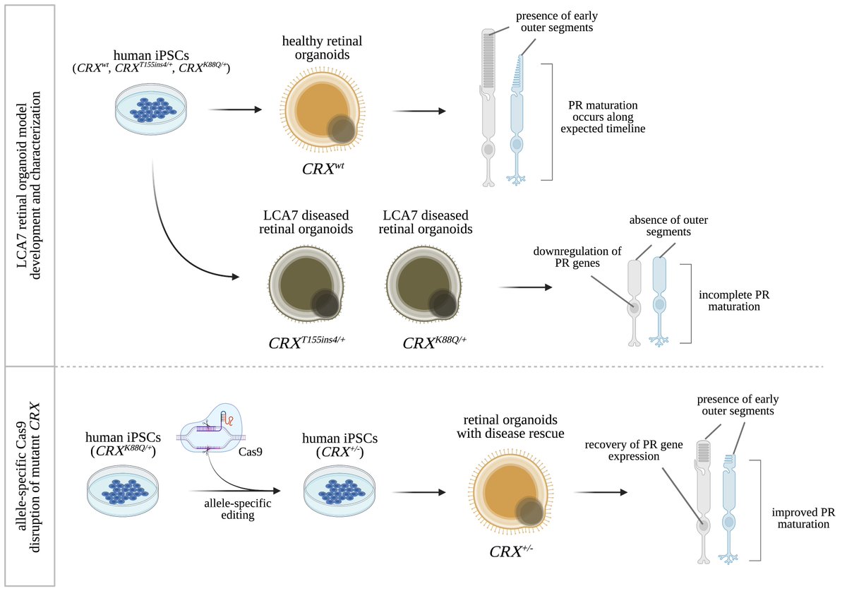 CRISPR-Cas9 correction of OPA1 c.1334G>A: p.R445H restores