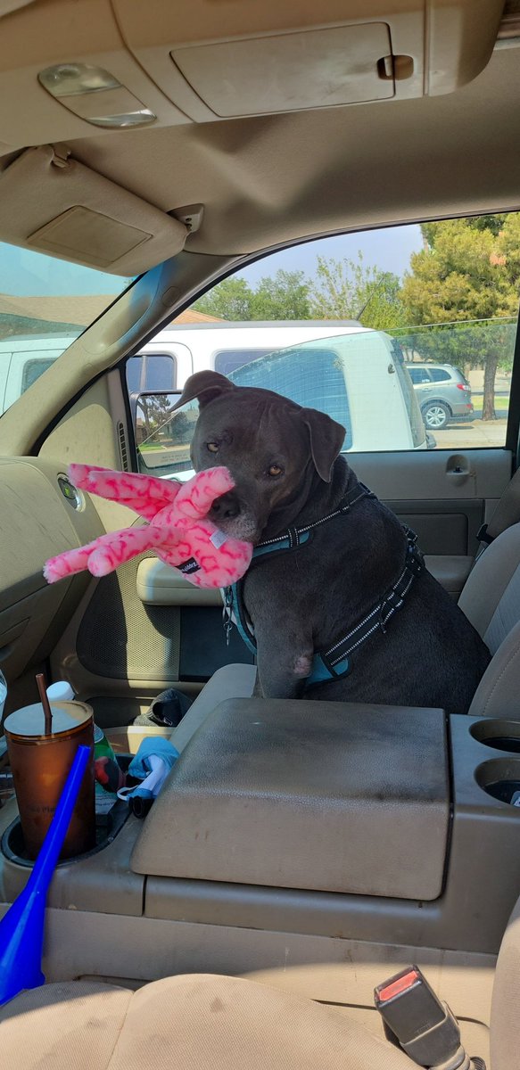 JustOscar's tweet photo. My mom always told me that when we die all the dogs we've ever had help guide us to the other side... I hope she's right cause I can't imagine never being able to see you again. #RIPKane #MyGoodestBoy https://t.co/VeLGiWAGrl