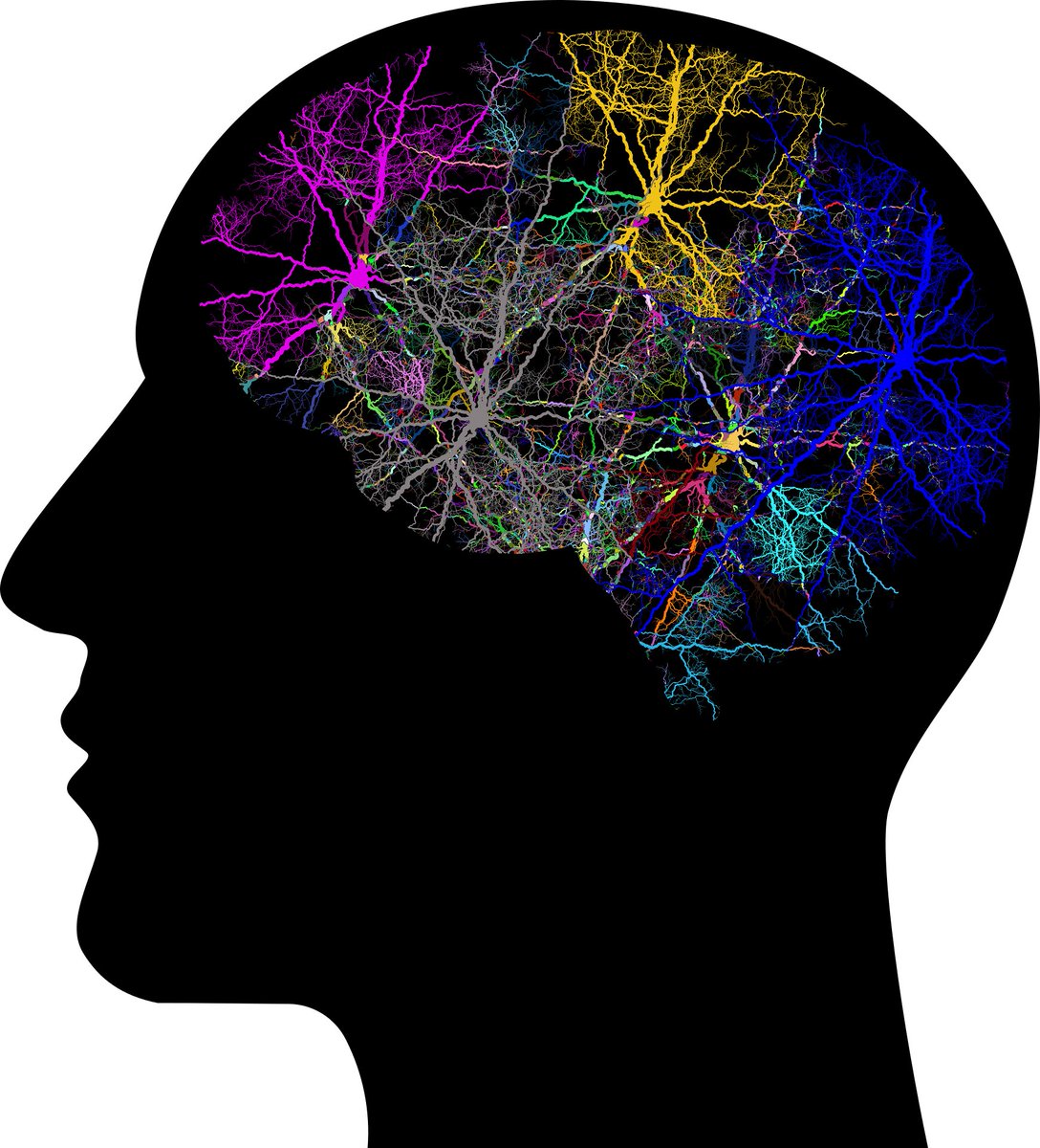 SwissCognitive's tweet photo. Question asked: 

➡️ Does the brain learn in the same way that machines learn? 🧠🤔

Have a look 😉: https://t.co/gDOwh9UEUz 

cc @joana_ut @MikeNashTech  @WhiteheartVic @enilev @HeinzVHoenen  @tobiaskintzel @enricomolinari @CurieuxExplorer @ravidugh @MasterofIoT @baski_LA #AI https://t.co/YCC2dVkfyv