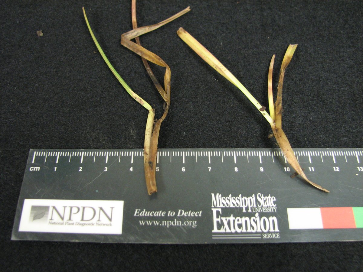 MSUextPlantLab's tweet image. #LargePatch is active in Mississippi lawns thanks to heavy dews and cool evenings. The coming rain and cooler temperatures will really fire it up this weekend. The fungus rots the crown of the plant, separating the leaves from the roots. extension.msstate.edu/publications/t… #MSUext