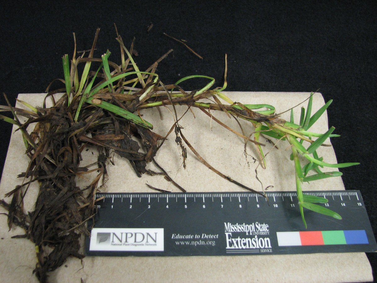 MSUextPlantLab's tweet image. #LargePatch is active in Mississippi lawns thanks to heavy dews and cool evenings. The coming rain and cooler temperatures will really fire it up this weekend. The fungus rots the crown of the plant, separating the leaves from the roots. extension.msstate.edu/publications/t… #MSUext