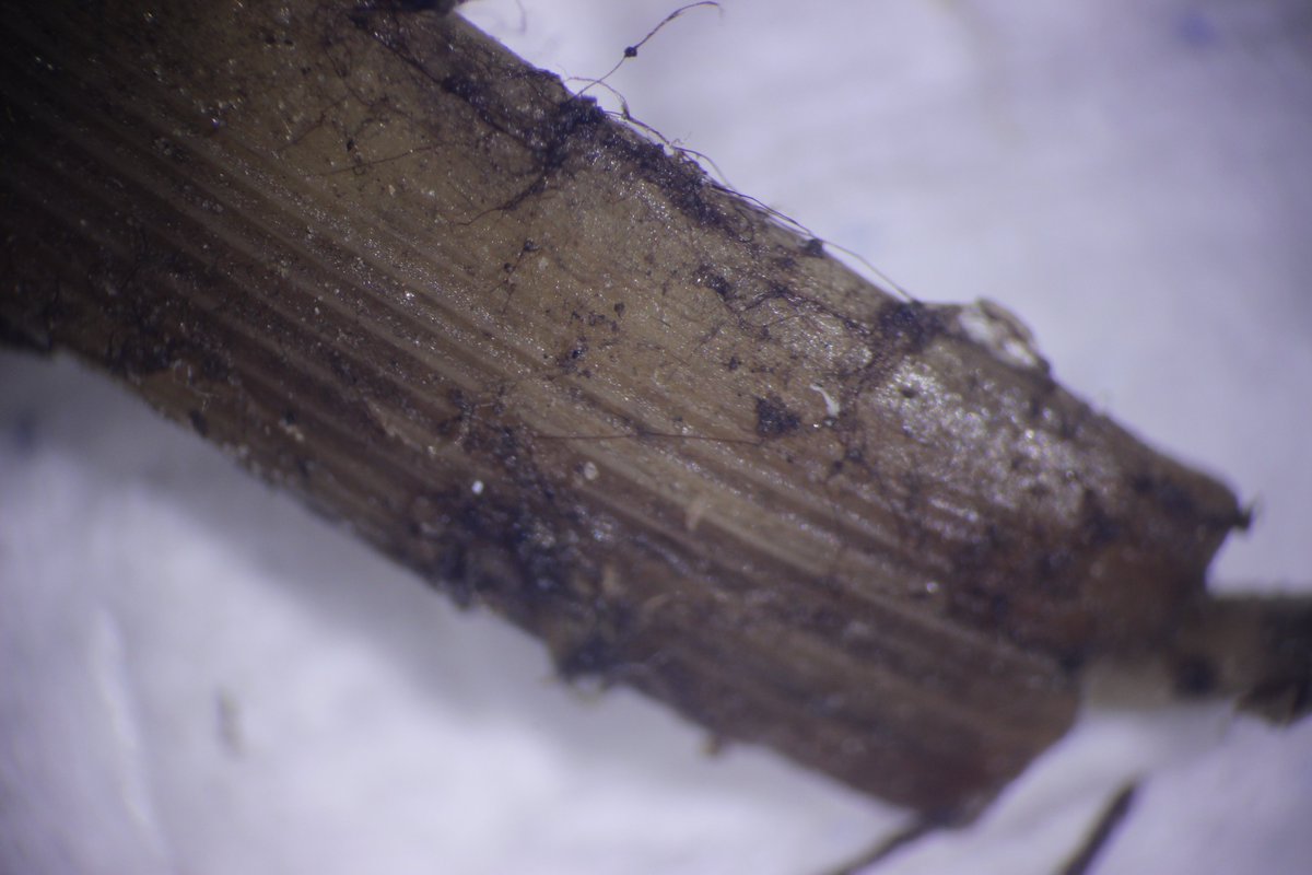 MSUextPlantLab's tweet image. #LargePatch is active in Mississippi lawns thanks to heavy dews and cool evenings. The coming rain and cooler temperatures will really fire it up this weekend. The fungus rots the crown of the plant, separating the leaves from the roots. extension.msstate.edu/publications/t… #MSUext