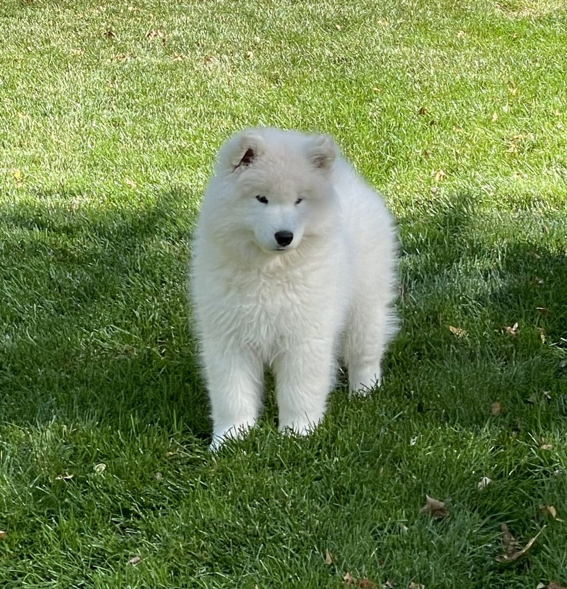 ian_leonard's tweet photo. Baxter the #samoyedpuppy super model… https://t.co/L1n3lsASUI