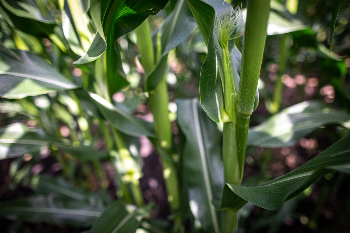 Do you plant LibertyLink® corn? SINATE®  is the first herbicide of its kind to combine another effective mode of action with glufosinate for postemergence weed control in LibertyLink corn. Get the next generation in resistant weed management. bit.ly/3A8G0kG