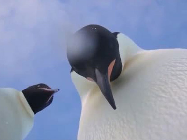 ProBirdRights's tweet photo. last thing u see before gettin "lost" in antarcticer https://t.co/Kvfl0KgSD5