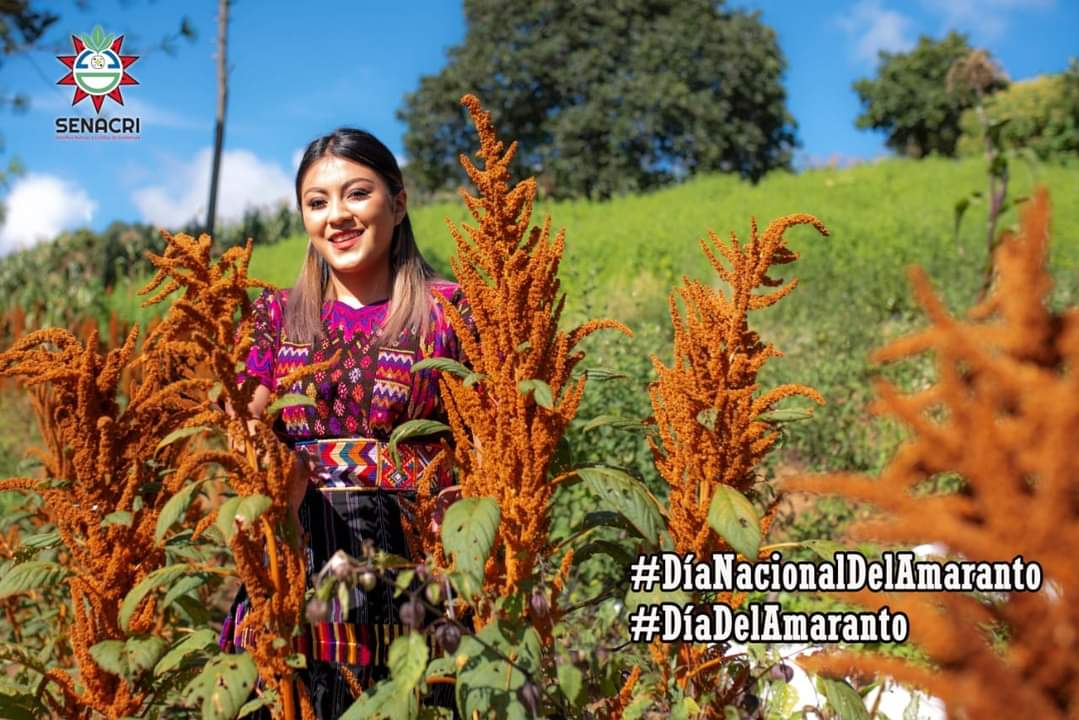 SenacriGt's tweet photo. Como miembros de la Red Latinoamerica del Amaranto, nos unimos a nuestros hermanos Mexicanos a la celebración del Día Nacional del Amaranto en México.

El amaranto es un cultivo originario de Mesoamerica, en nuestro territorio lo conocemos como T'ez. https://t.co/qkEe7DSyef