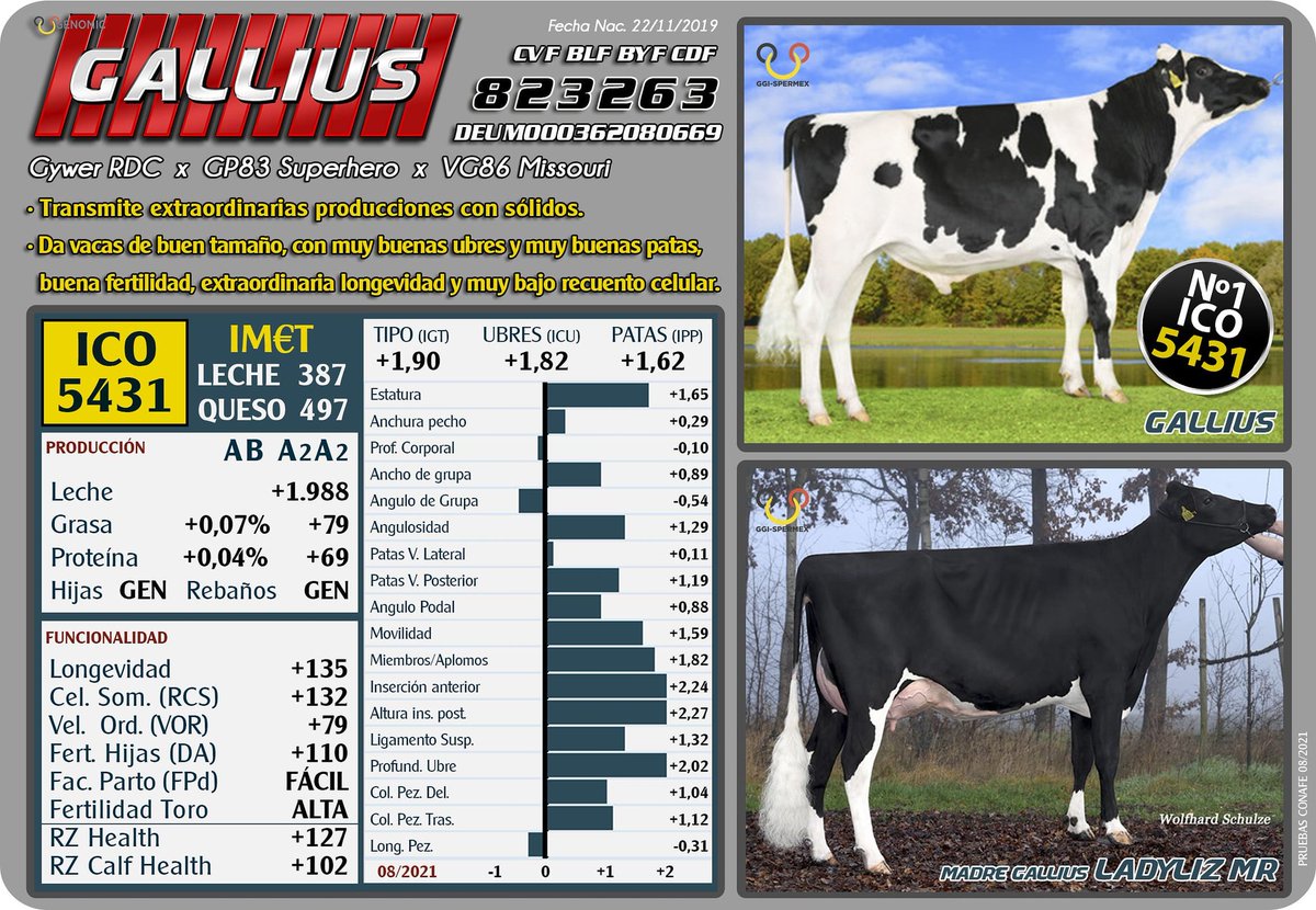 ImportExportBAS's tweet photo. GALLIUS 823263 (DEUM000362080669)
(Gywer RDC x GP83 Superhero x VG86 Missouri)

 >N°1 en ICO 5431 (08/21)

>Extraordinarias producciones (+1.988 KG)
>Buenos solidos(+79 KG - Gra) (+69 KG - Pro)
>Buen tipo(+1,90) ,Muy buenas ubres(+1,82),Buenas patas(+1,62)
>Alta longevidad(+135) https://t.co/pFWjH7Mn7C