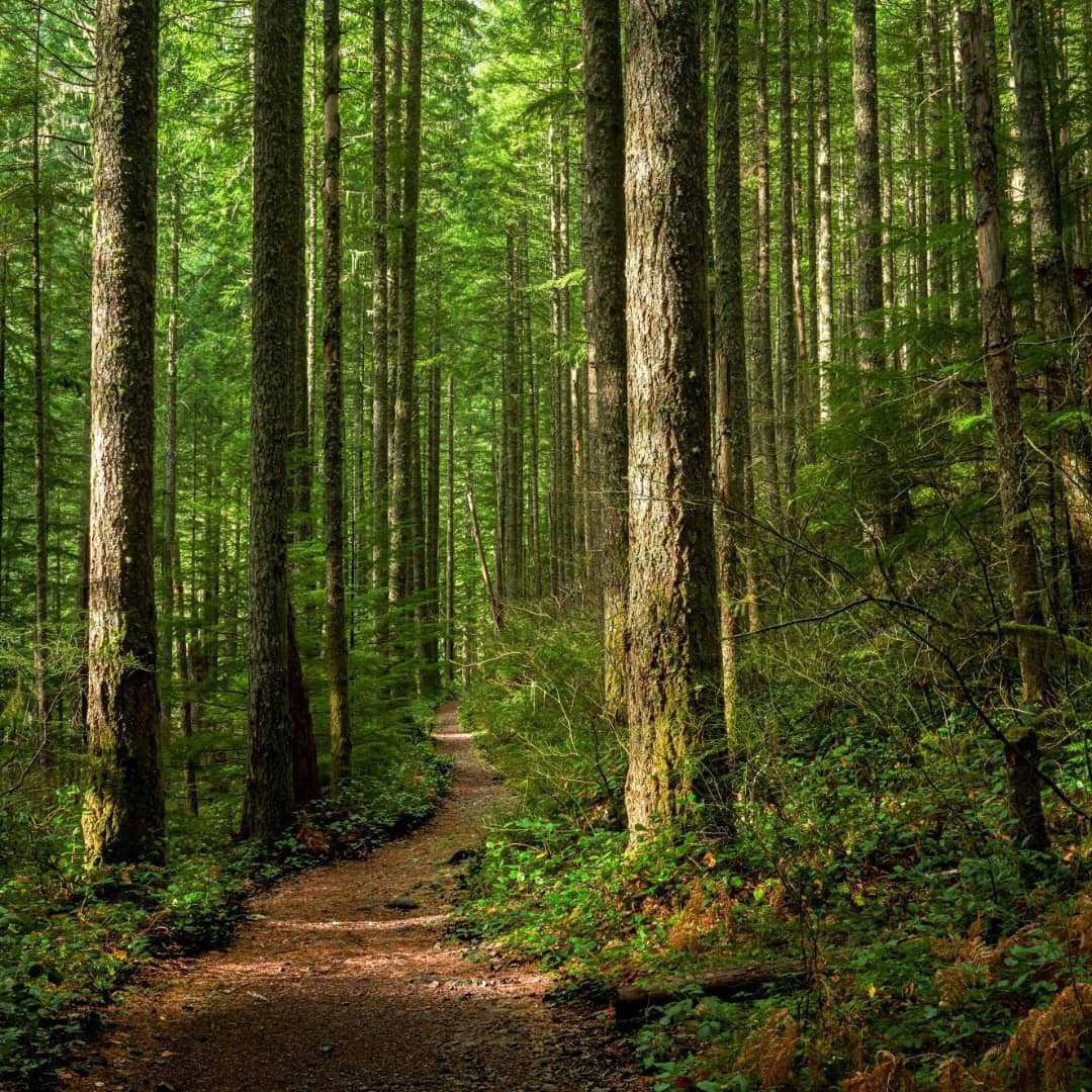 TheSTEMTimes's tweet photo. You must have wandered in deep forests and admired the beauty of lonely trees. But are they really alone? Learn about the wood wide web, a network that connects all the trees together at https://t.co/6MFu0ZnshN

#fungi #trees #www  #woodwideweb #scicomm #deforestation https://t.co/Cdfw1EOANw