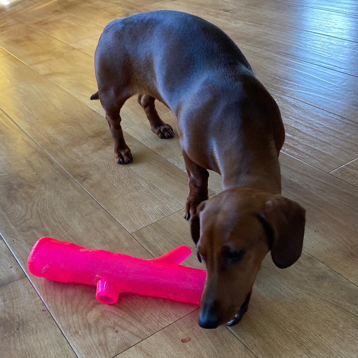 Freckle55549746's tweet photo. So YB went dog toy shopping, not quite sure where this might have been purchased from!!😬😂 it’s supposed to resemble bark and tree branches 😳#dachshund https://t.co/sVwKmnyrwK