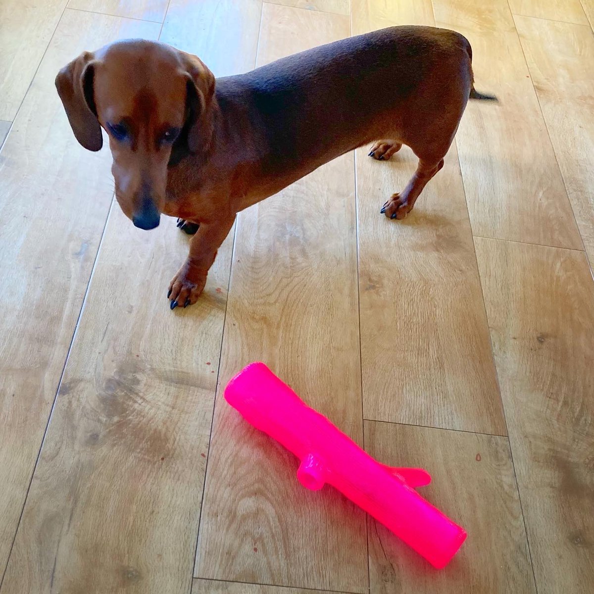 Freckle55549746's tweet photo. So YB went dog toy shopping, not quite sure where this might have been purchased from!!😬😂 it’s supposed to resemble bark and tree branches 😳#dachshund https://t.co/sVwKmnyrwK