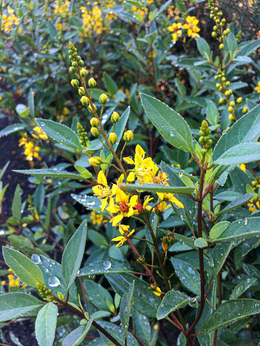 LinerSource's tweet image. Fall is a beautiful season already 🌼🌸🌹