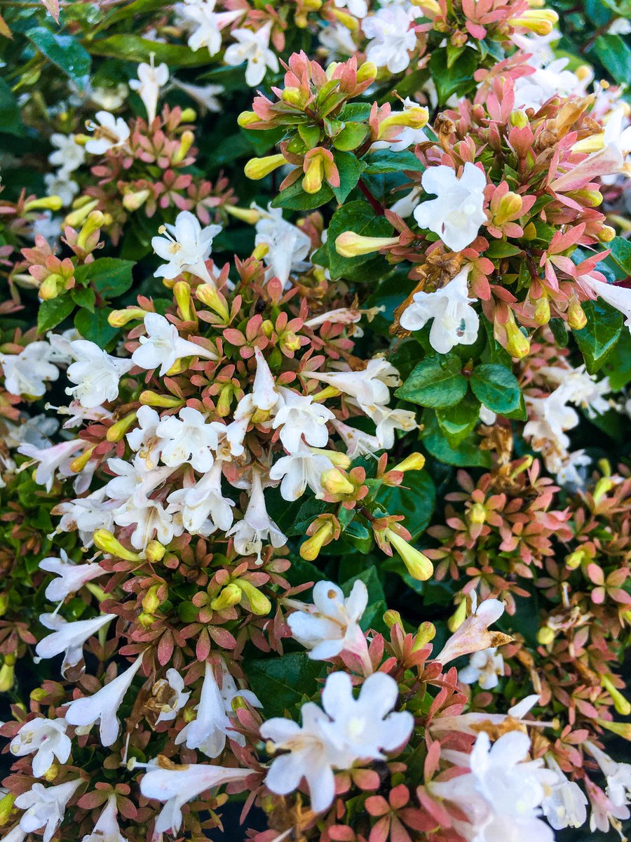 LinerSource's tweet image. Fall is a beautiful season already 🌼🌸🌹