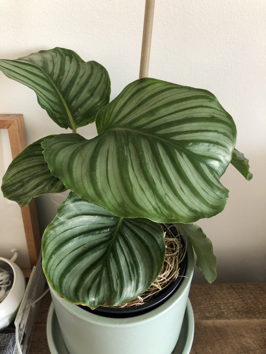 thisisamy2011's tweet photo. New plant diary for my calathea orbifolia! https://t.co/muXqhPl8oQ