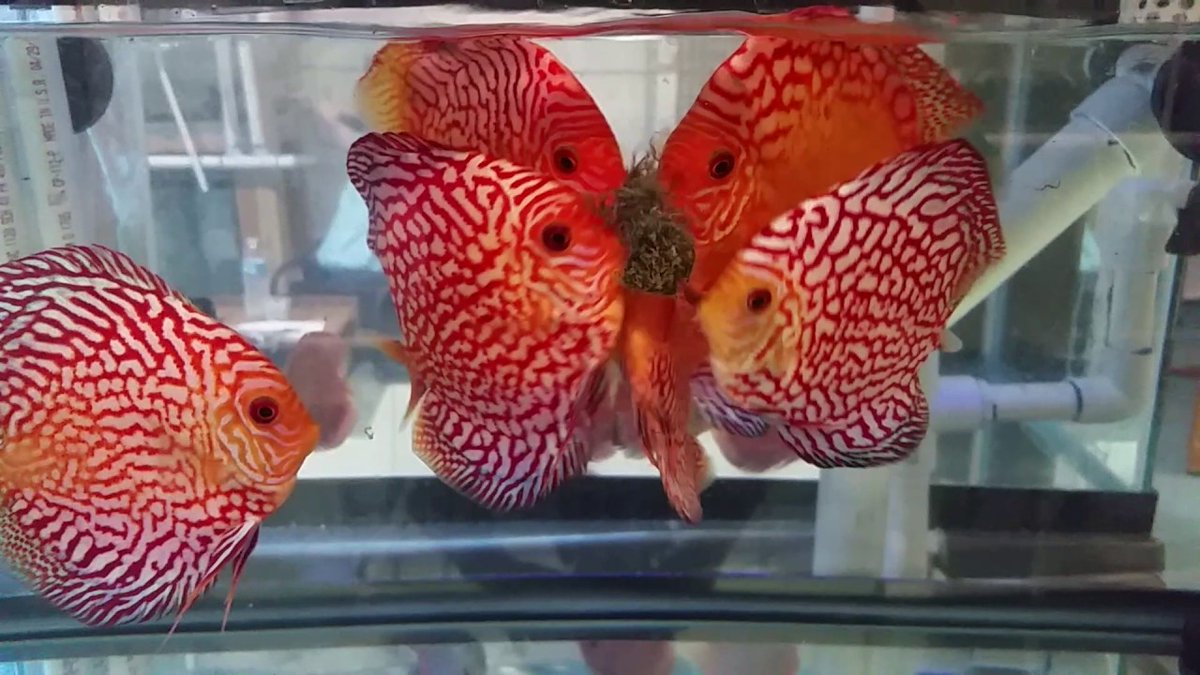 DiscusGuydotcom's tweet photo. Best Food for Discus Fish - https://t.co/RhKl9Hb7hE https://t.co/Jat9Lpo84N