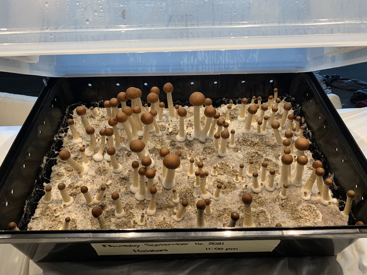 ogmillie's tweet photo. What’s the best day of the week? #FungiFriday of course! Rise and shine #Malabar! It’s nearly time to #harvest! #fungi #mushroom #mushroomtwitter #nature #cubensis #homegrown #organic #vegan #vegetarian #magic #mycology https://t.co/sAQzB59MjZ
