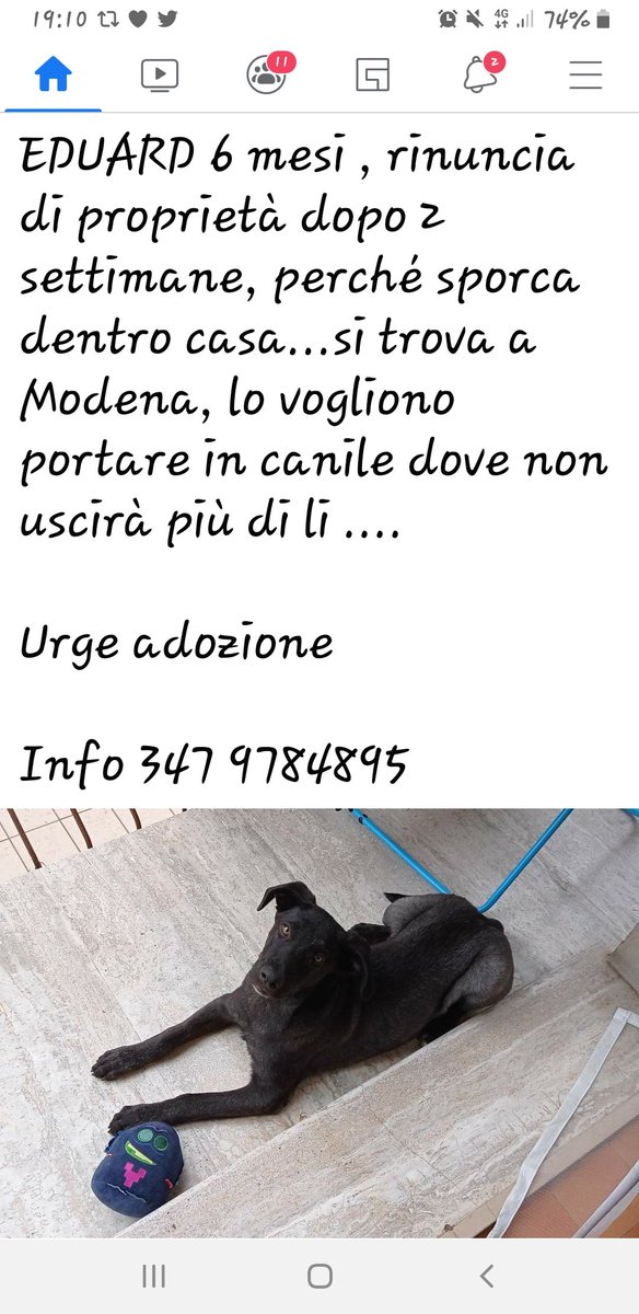 🆘️🐾🆘️🐾Vittorio,forza facciamo girare a manetta per Eduard ❤❤❤❤❤❤🙏🙏🙏🙏🙏🙏🐾🐾🐾🐾🐾🐾🍀🍀🍀🍀🍀