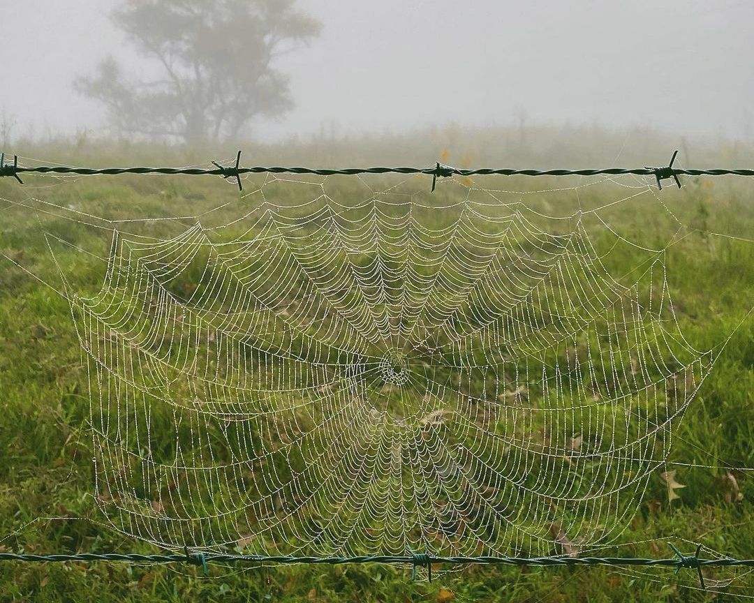 Atwoods_Stores's tweet photo. A beautiful work of art by a natural born artist. ๐ท๐ธ
๐ท: Instagram/cupofjoelene
#AtwoodsRanchAndHome #FallVibes #Autumn #MorningFog #RuralAmerica #CountryLife #Spiderweb #HomeSweetHomestead #Rural #NaturalArt #BeautifulNature #Nature #FoggyMorning #NaturalHalloweenDecorations https://t.co/meLVY4o9rz