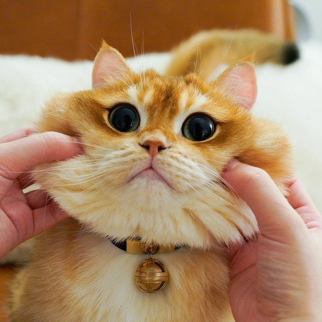 🐱👈 #연준 #YEONJUN <a href="/TXT_members/">TOMORROW X TOGETHER</a>