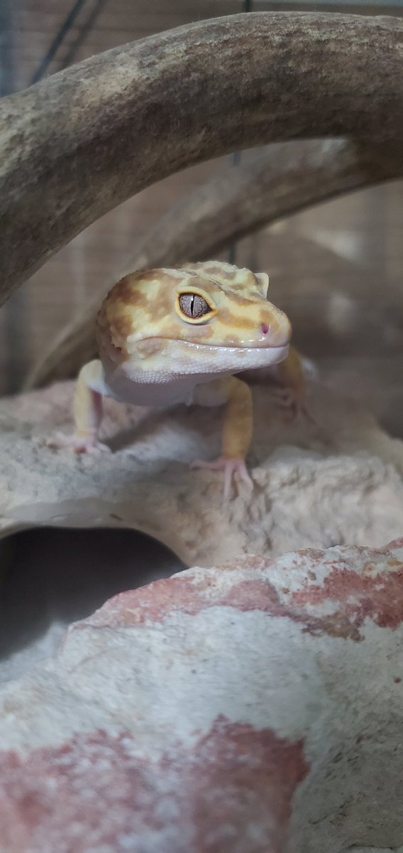 alostvoicefound's tweet photo. I love this little guy. 🥺💛 https://t.co/ndB488dl92