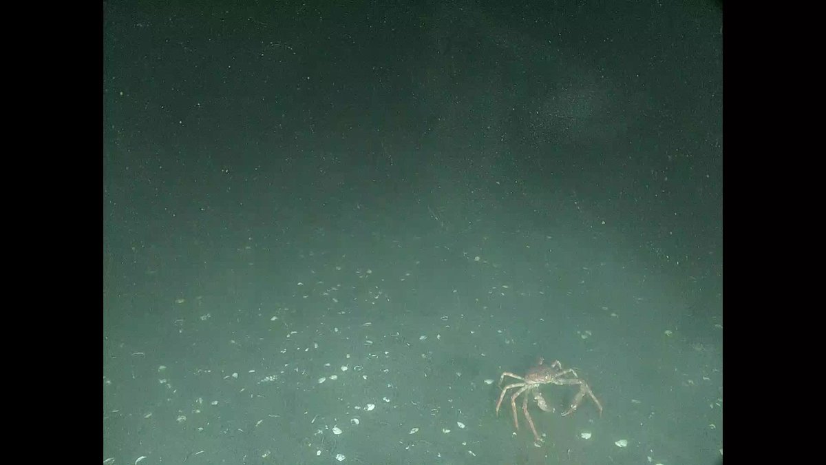 Katleen Robert (@katleenrobert) on Twitter photo Nice view of one of the visitors to the <a href="/marineinstitute/">Marine Institute, Memorial University</a> <a href="/SchoolofOceanT2/">School of Ocean Technology</a> Holyrood observatory. Nice view of one of the visitors to the <a href="/marineinstitute/">Marine Institute, Memorial University</a> <a href="/SchoolofOceanT2/">School of Ocean Technology</a> Holyrood observatory.