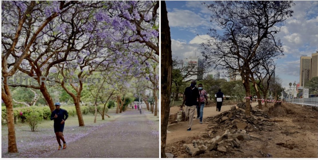 The pretty Jacaranda trees along Kenyatta Avenue adjacent to Central Park have been cut to pave way for road development. The city is changing from beauty to very ugly. #protecttheenvironment