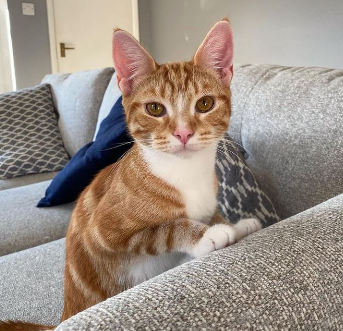 To scratch or not to scratch...that is the question. 😹

Repost: <a href="/lola_and_popps/">Lola and Popps</a> on Instagram