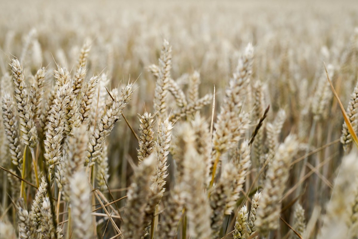 EnvEvidence's tweet photo. New CEE #SystematicMap: Scientific evidence of sustainable plant disease protection strategies for oats in Sweden https://t.co/2Z7VzseWCn #EvidenceSynthesis #EnvEvidence https://t.co/UsgZEhVh0B