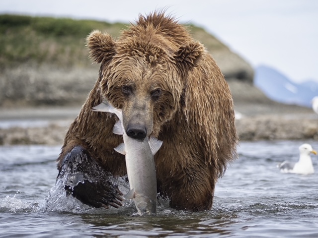 #DYK that brown bears at Katmai National Park eat up to 40 salmon per day to prepare for hibernation, the equivalent of approximately 100,000 calories. It’s no wonder why #FatBearWeek champion Otis got so big. #ProtectBristolBay #StopPebbleMine <a href="/KatmaiNPS/">Katmai National Park</a> 

📸 Drew Hamilton