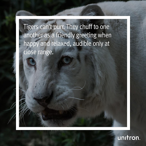 UnitronUS's tweet photo. While your house cat may purr to let you know it’s happy, the same can’t be said for all cat species. 

What’s your favorite sound of happiness? 

#FunFactFriday #EarFacts #FavoriteSounds https://t.co/32f2GbuY13