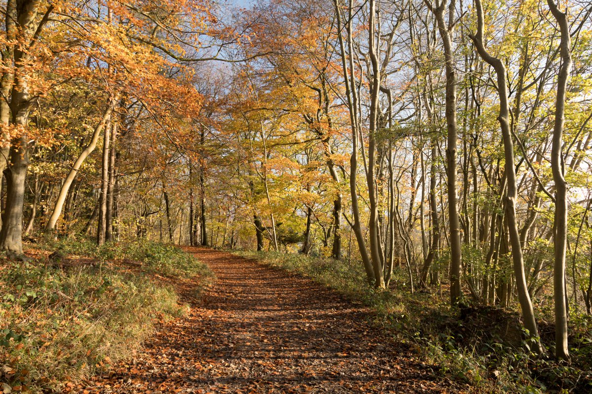 nationaltrust's tweet photo. Pull on the boots, grab the scarf and #MoveForTrees this October: https://t.co/hQIpLjtLia

Have your friends sponsor you to complete 50km and see how many trees you can fundraise to plant. https://t.co/NNqfh7wGrA