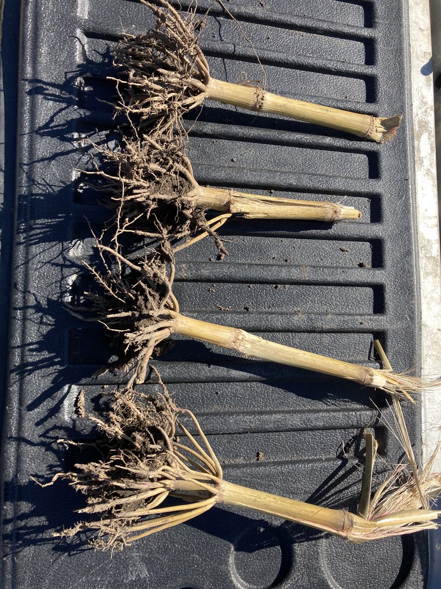 bbloom06's tweet photo. Extended diapause is quite common in your corn on bean fields this fall… Don’t get too comfortable with using Non Traited  products… This is a field of AM with full rate of liquid insecticide on bean ground.. Qrome it is next year! https://t.co/mINgKJrkDc