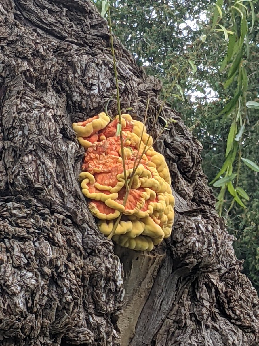 I am not a huge fungi fan but this one is very impressive.