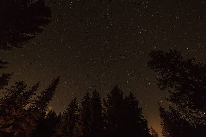 Темно насколько. Ночное небо Эстетика. Темно коричневая Эстетика. Ночное небо в лесу. Звездное небо в лесу.