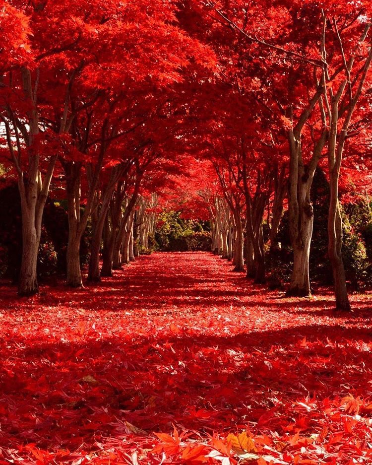 Our world in “red.” ❤️

       #NaturePhotography 
#autumnleaves #autumncolour