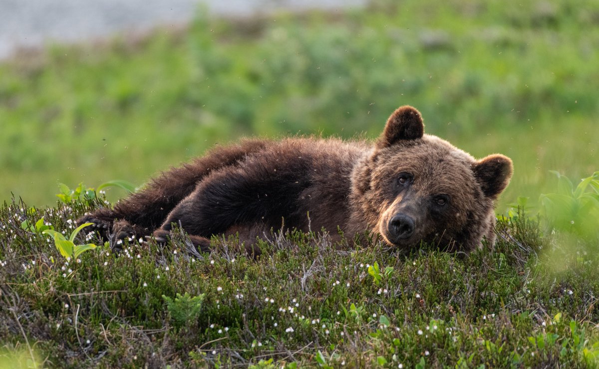 CWF_FCF's tweet image. The #ReflectionsOfNature annual photo contest is open to both professional and amateur photographers, with a $500 gift card as the grand prize! ow.ly/1QIc50GqsZd

#DoMoreForWildlife #CWFPhotoClub
