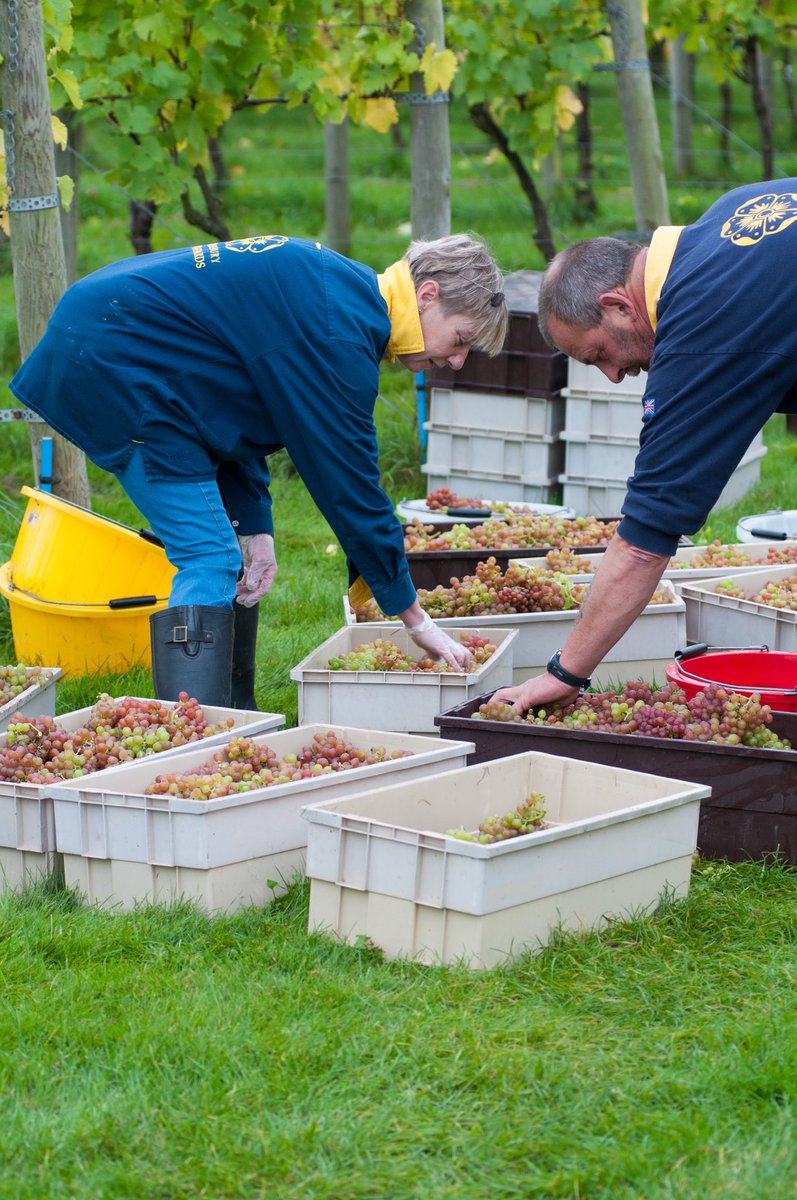 Hampshire Fare (@hampshirefare) on Twitter photo This is an old picture of harvest picking <a href="/DaneburyFizz/">Danebury Vineyards</a> in 2017, Right now many of our vineyards in the county are harvesting! Good luck to all 🍾 Maybe you are helping them pick? This is an old picture of harvest picking <a href="/DaneburyFizz/">Danebury Vineyards</a> in 2017, Right now many of our vineyards in the county are harvesting! Good luck to all 🍾 Maybe you are helping them pick?