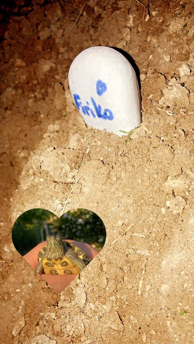 Hayvanlar keşke ölümsüz olsa 🐢