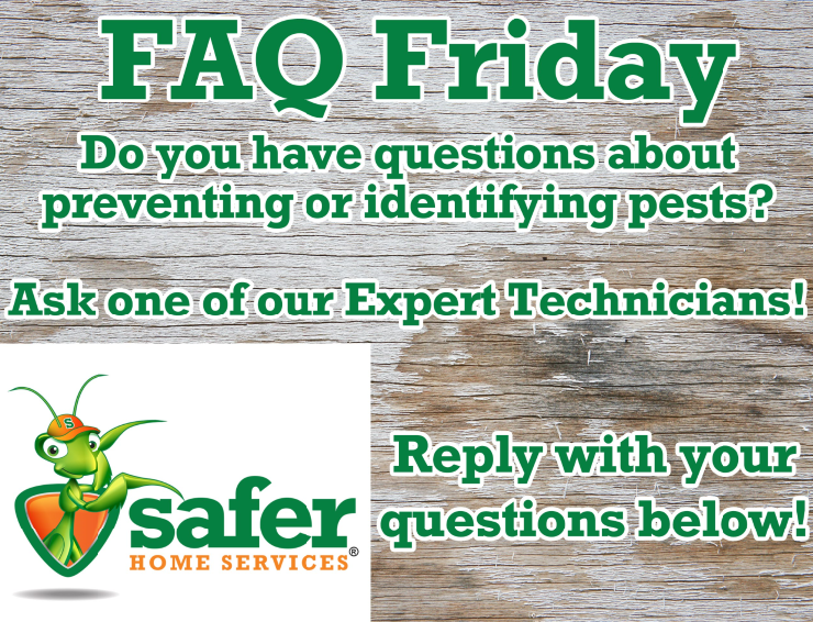 Have a pest, termite, or rodent control question? 

Ask a Safer Home Services Technician! 

Comment with your question below, or send us a message and we'll respond back as soon as we are able. 

We look forward to hearing from you!