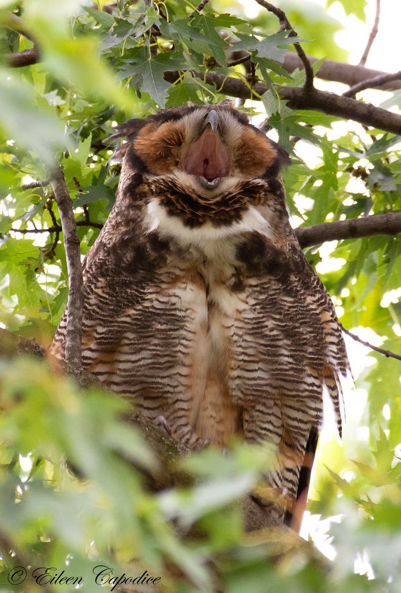 Great horned owl.
(Photo courtesy of Eileen Capodice)
#birdtwitter #wildlifephotography #nature #bloodpressurebreak #todayinnature