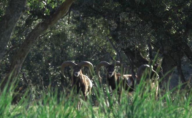 📺 𝐋𝐚 𝐦𝐨𝐧𝐭𝐞𝐫í𝐚 𝐬𝐨𝐜𝐢𝐚𝐥  | En este capítulo de #NaturalezaYCaza aprenderemos cómo funciona una #montería social en Sevilleja de la Jara, una jornada apta para todos los bolsillos | <a href="/CMM_Play/">CMMPlay</a> <a href="/Albertogleton/">Alberto Gómez Letón</a> <a href="/dsousamalandra/">DaNi SouSa</a> 

cmmplay.es/campo/naturale…