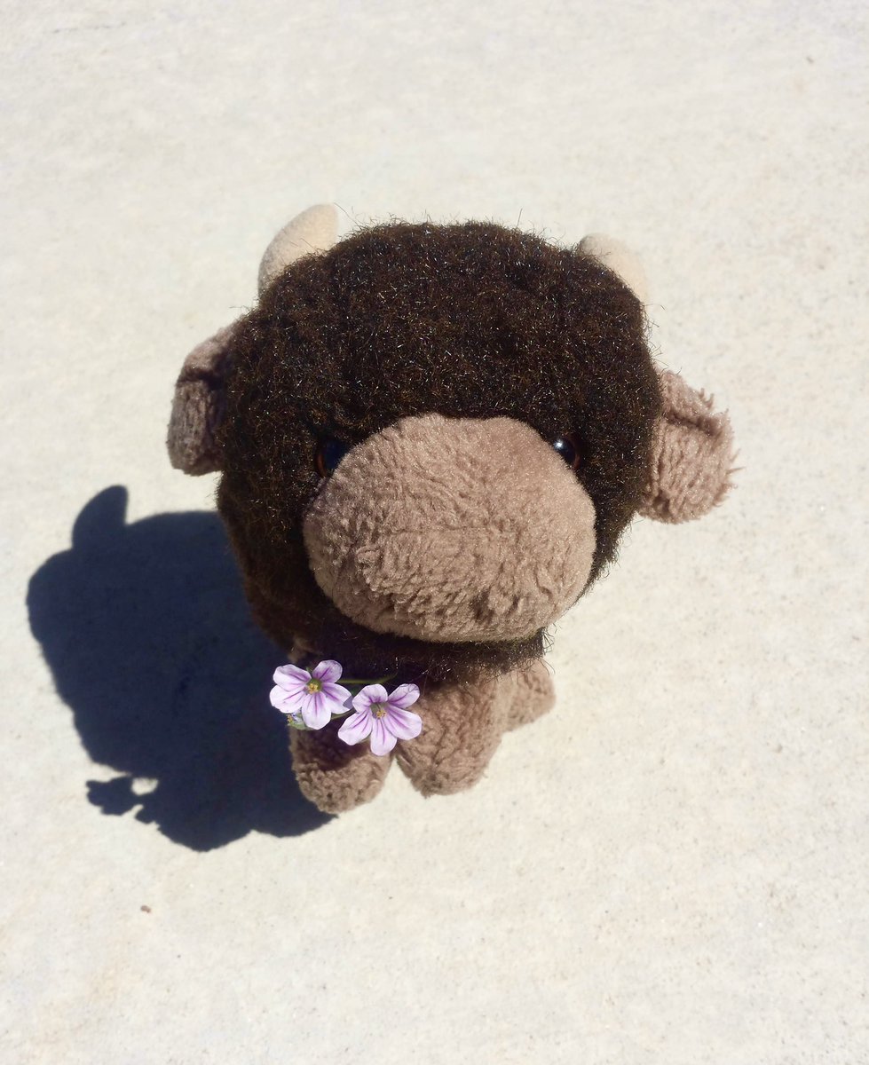 Decent_Bit's tweet photo. Time for the first #2Buffs release! Weโve been raising and dealing with these two sassy little buffalos for over ten years. Older brother Buff is ready for his debut and curious about #crypto. ๐ง๐ฆฌ๐ธ
1 xtz / 20 ed.
#nftart #buffalo #bison #bull #cute
https://t.co/te0QUxEb0b https://t.co/NDegAIdWW5