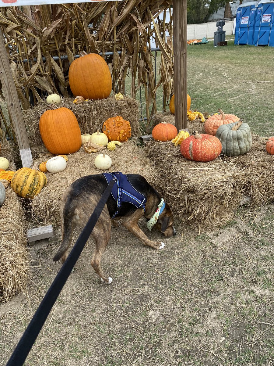 Woof woof y’all! Went to the pumpkin 🎃 patch today. I had a pawsome time 🐾🐾#DogsofTwittter
