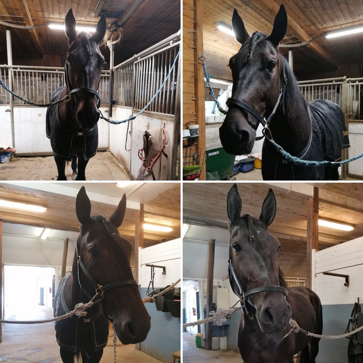 EAsblom's tweet photo. Doldis är grym han, slog till med nytt rekord och karriärens andra seger 🤩😍
Fin kompis att få hänga med om dagarna och har man en sämre dag så får han en alltid på bättre humör 💕
#Doldis https://t.co/C9czqw5XGZ