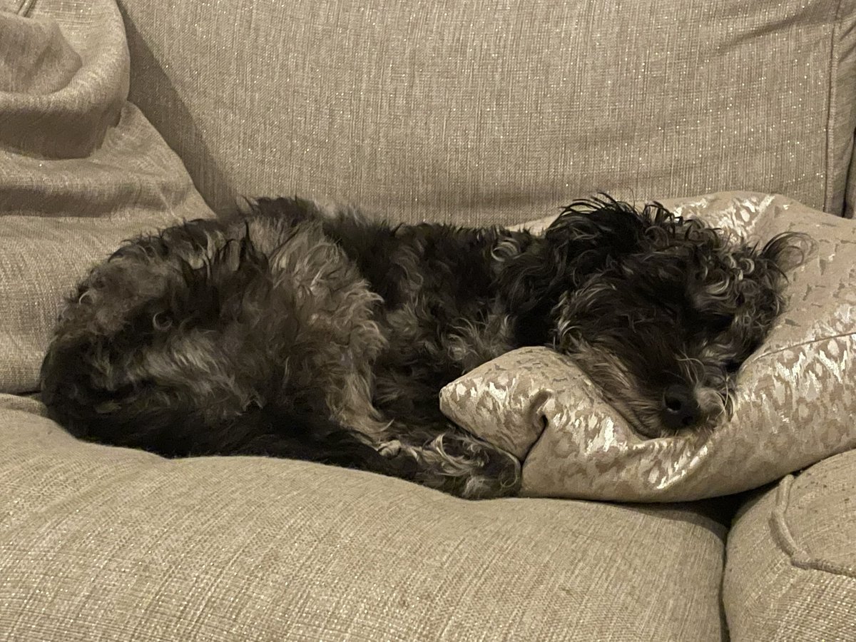 Kalin_1111_'s tweet photo. Look at my boooooy! πππ He looks like a peaceful little Angel! If only he was like that awake too! #TerrorPup! π€£ https://t.co/V0MePPgMaU